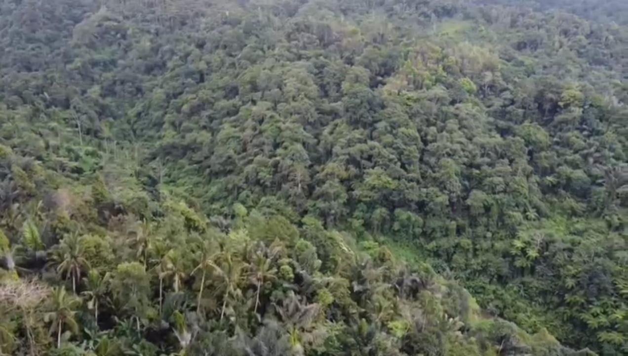 Bali Mountain Forest Cabin Penebel 외부 사진
