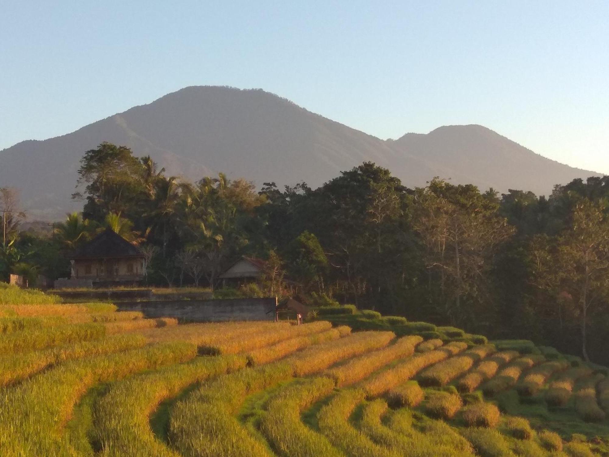 Bali Mountain Forest Cabin Penebel 객실 사진