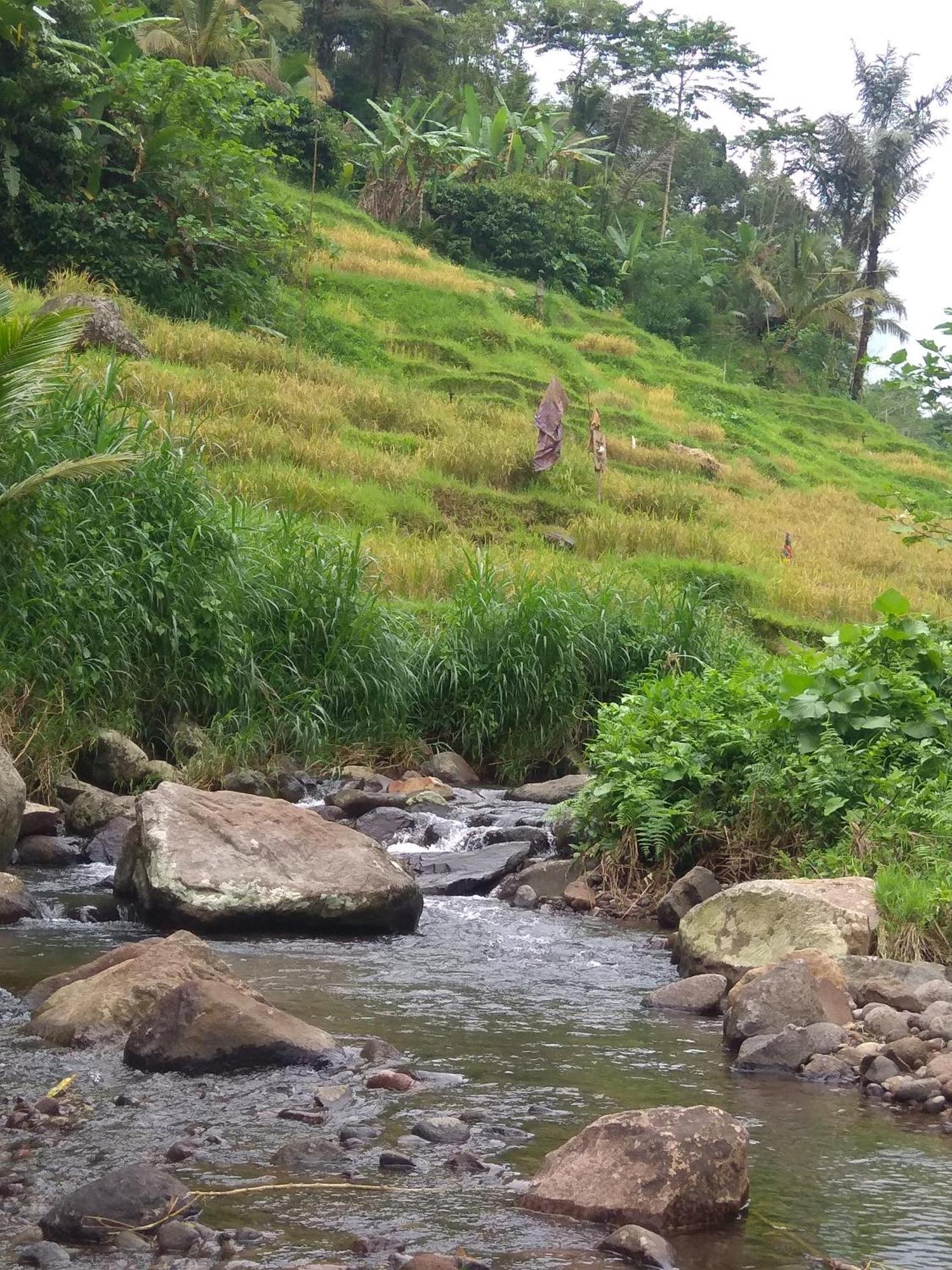 Bali Mountain Forest Cabin Penebel 객실 사진