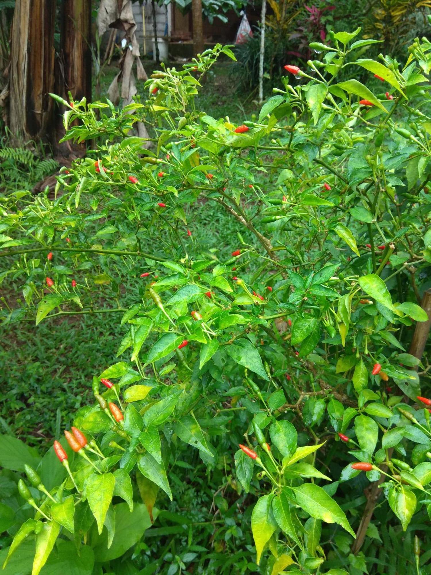 Bali Mountain Forest Cabin Penebel 객실 사진